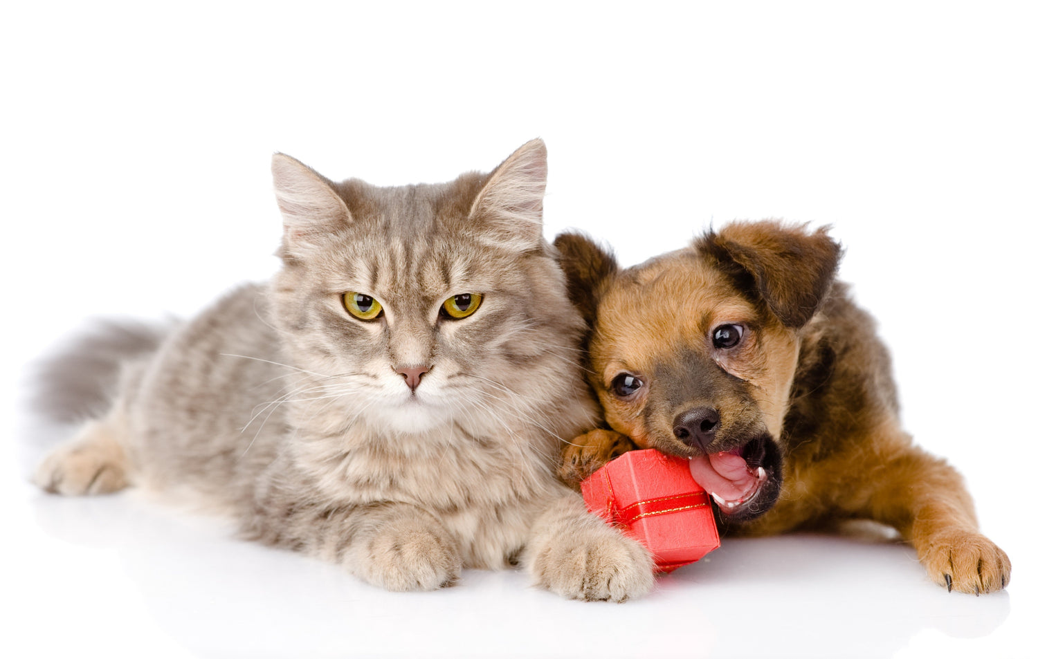 Dog and Cat Toys