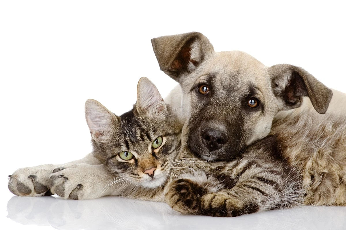 Pet Accessories